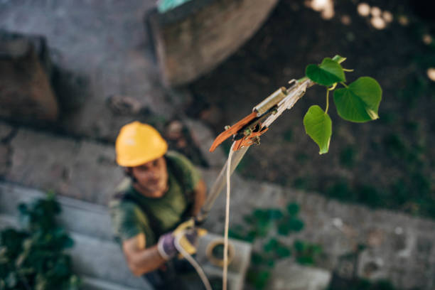 Professional Tree Service in Marlboro Village, MD